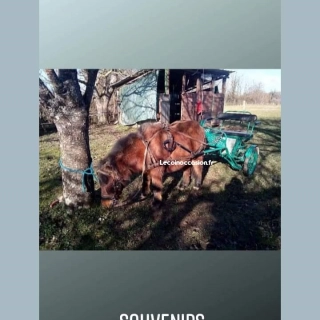 Matériel pour poneys Matériel pour poneys