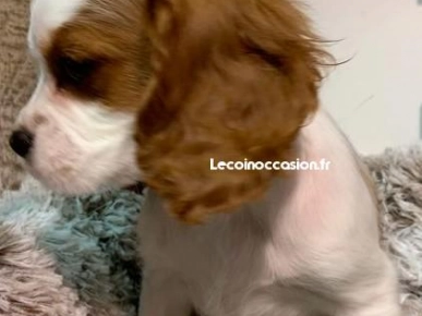 Chiots disponibles Chiots disponibles