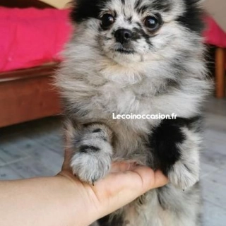 Spitzzzzzzzzz nain Spitzzzzzzzzz nain