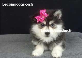 Chiot type pomsky, très câline Chiot type pomsky, très câline
