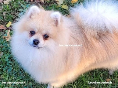 Spitz pomeranian