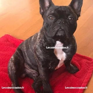 Bouledogue français mâle LOF disponible pour saillie Bouledogue français mâle LOF disponible pour saillie