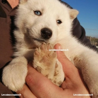 Chiots Chien loup tchèque X Husky de sibérie Chiots Chien loup tchèque X Husky de sibérie