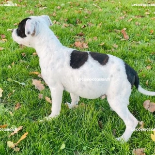 Chiot Staffie disponible de suite Chiot Staffie disponible de suite