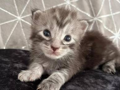 Adorable Chaton Maine coon mâle black silver blotched tabby Adorable Chaton Maine coon mâle black silver blotched tabby