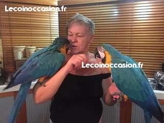 A ADOPTER Couple de perroquets Ara mâle et femelle A ADOPTER Couple de perroquets Ara mâle et femelle