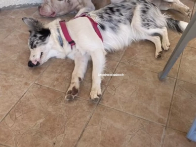 Garde chien Garde chien