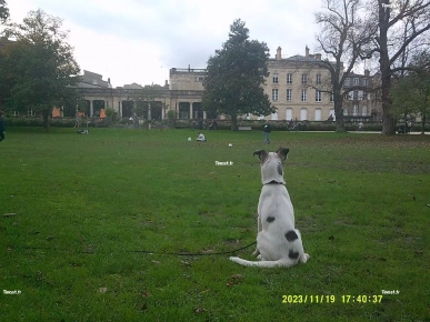 chien setter anglais chien setter anglais