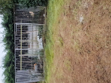 Chenil a donner Chenil a donner