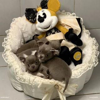 Chiots Chihuahua a donner Chiots Chihuahua a donner