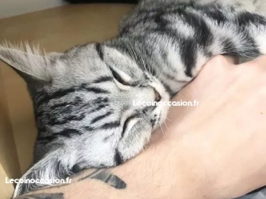 Chatons British shortair Chatons British shortair