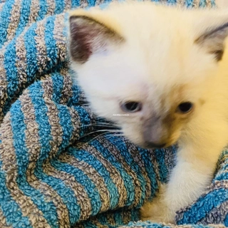 Chat pur race siamois Chat pur race siamois