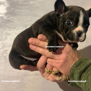 Chiot Bouledogue français femelle Chiot Bouledogue français femelle