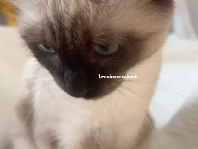 Chaton siamois/birmanie Chaton siamois/birmanie