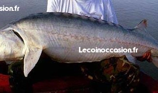 Le Huso dauricus en vente Le Huso dauricus en vente