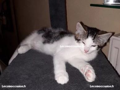 Donne chatons mâle Donne chatons mâle