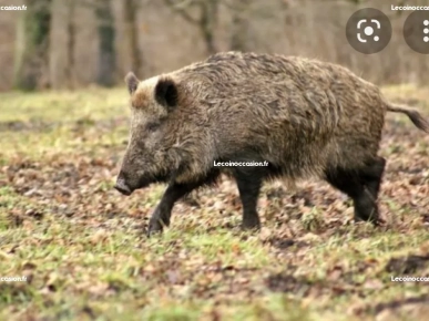 Matériel de chasse Matériel de chasse