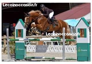 Cheval de sport allemand 11 ans