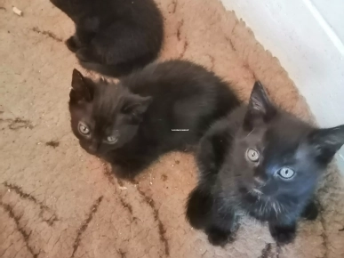 Adorables chatons! Adorables chatons!