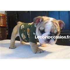 Donne 2 beaux chiots bouledogue anglais Donne 2 beaux chiots bouledogue anglais