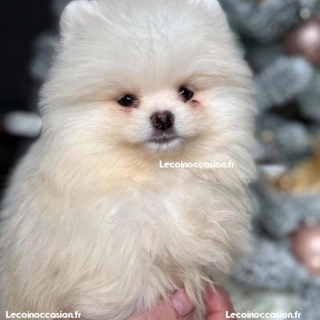 Spitz nain pomeranian Spitz nain pomeranian