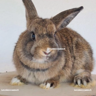 Adorable bébé lapin nain Adorable bébé lapin nain