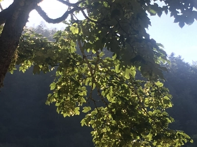 Lit en bois massif en 110 cm Lit en bois massif en 110 cm