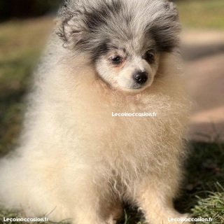 Spitz naine pomeranian Spitz naine pomeranian