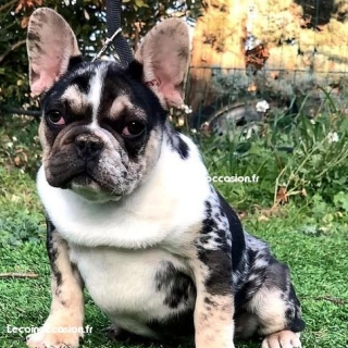 SNOOPY, magnifique bébé BOULEDOGUE FRANÇAIS MERLE SNOOPY, magnifique bébé BOULEDOGUE FRANÇAIS MERLE