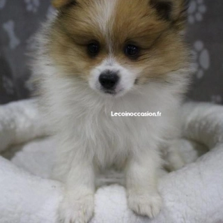 Joli spitz mâle bicolore Joli spitz mâle bicolore