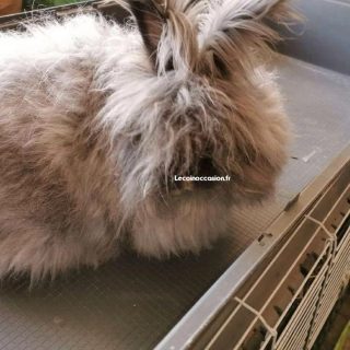 Femelle lapin angora anglais noire de 11 mois Femelle lapin angora anglais noire de 11 mois