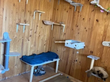 garde chat garde chat