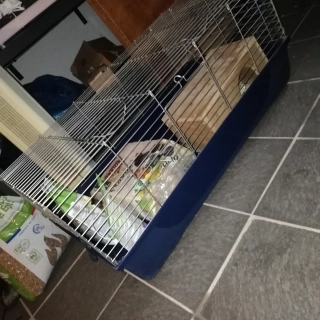 Vends cage pour cochon dinde Vends cage pour cochon dinde