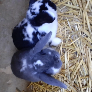 Lapin nain Lapin nain