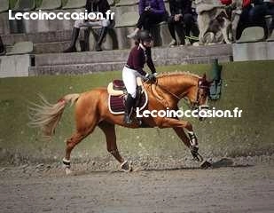 Cheval de sport allemand 11 ans