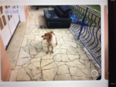 Donne chienne Donne chienne