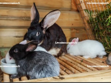 Je mets en vendre les lapin  Je mets en vendre les lapin