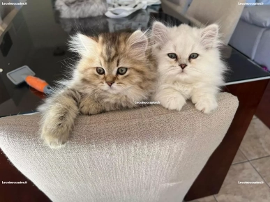 adorables chatons persans adorables chatons persans