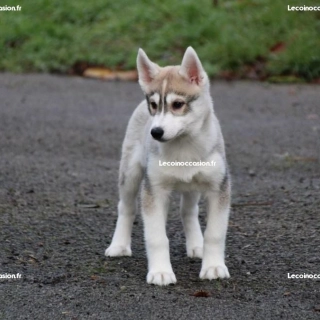 Dispo 7 chiots husky lof (4m et 3f) Dispo 7 chiots husky lof (4m et 3f)