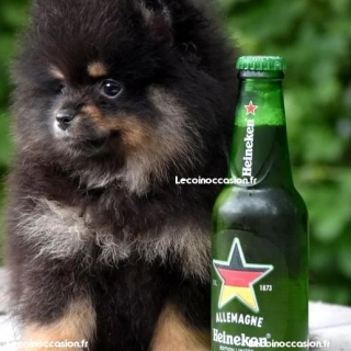 Spitz nain pomeranian LOF Spitz nain pomeranian LOF