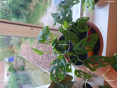 Différantes plantes d'appartement