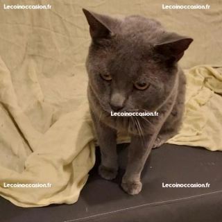 Male chartreux 7ans loof Male chartreux 7ans loof
