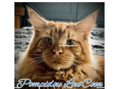 Maine Coon Loof Maine Coon Loof