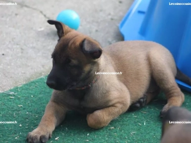 Chiots Berger Malinois Chiots Berger Malinois