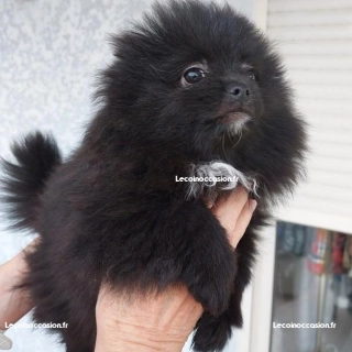 Vente chiot spitz pomeranian Vente chiot spitz pomeranian