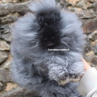 Femelle lapin angora anglais noire de 7 mois Femelle lapin angora anglais noire de 7 mois