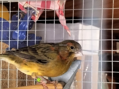 Canari mâle et bagué Canari mâle et bagué