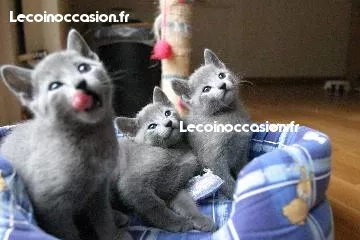Chatons Bleu Russe à adopter, ils sont d'une beauté Incroyable Chatons Bleu Russe à adopter, ils sont d'une beauté Incroyable