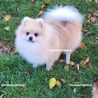 Spitz pomeranian Spitz pomeranian