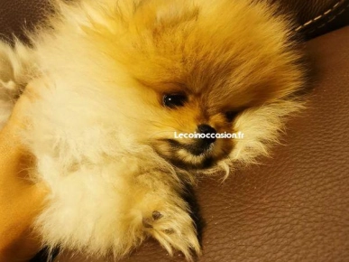 Superbe Femelle Spitz nain type pomeranien